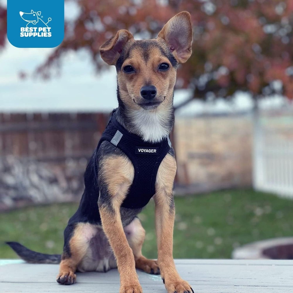 Reflective Black Harness for Small Medium Dogs with Triple Security Features