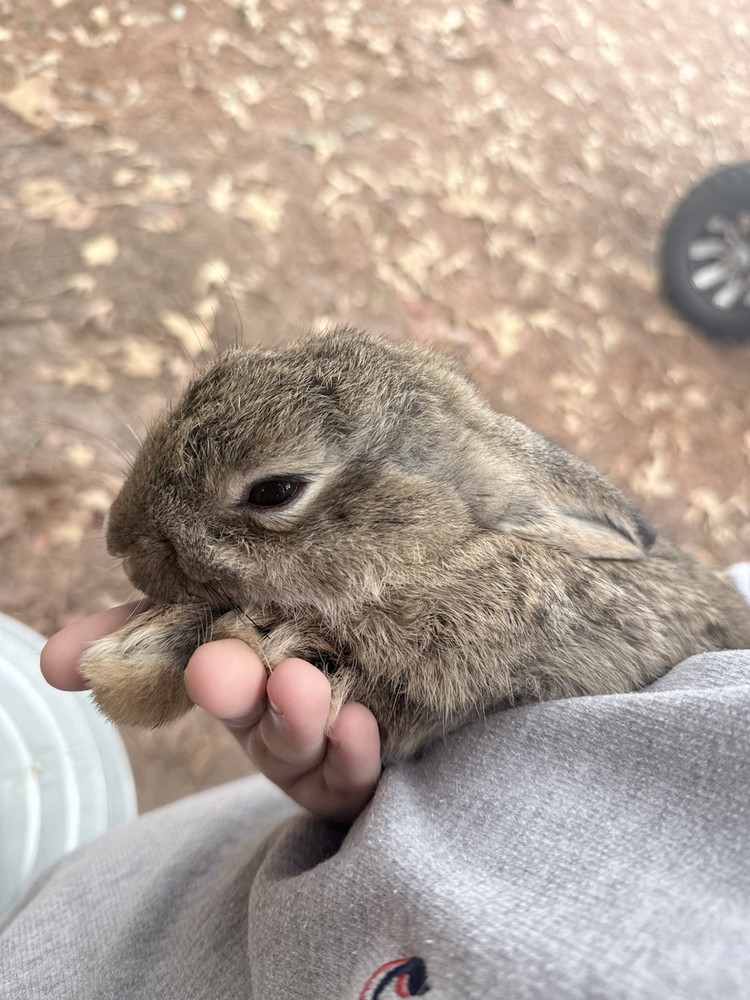 🐇 BUNNIES FOR SALE🐇