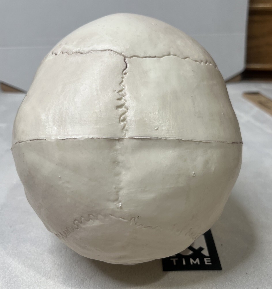 Skull With Movable Jaw By Place & Time