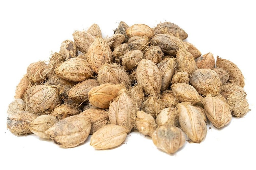 Catappa Tree Botanical Combo Pack