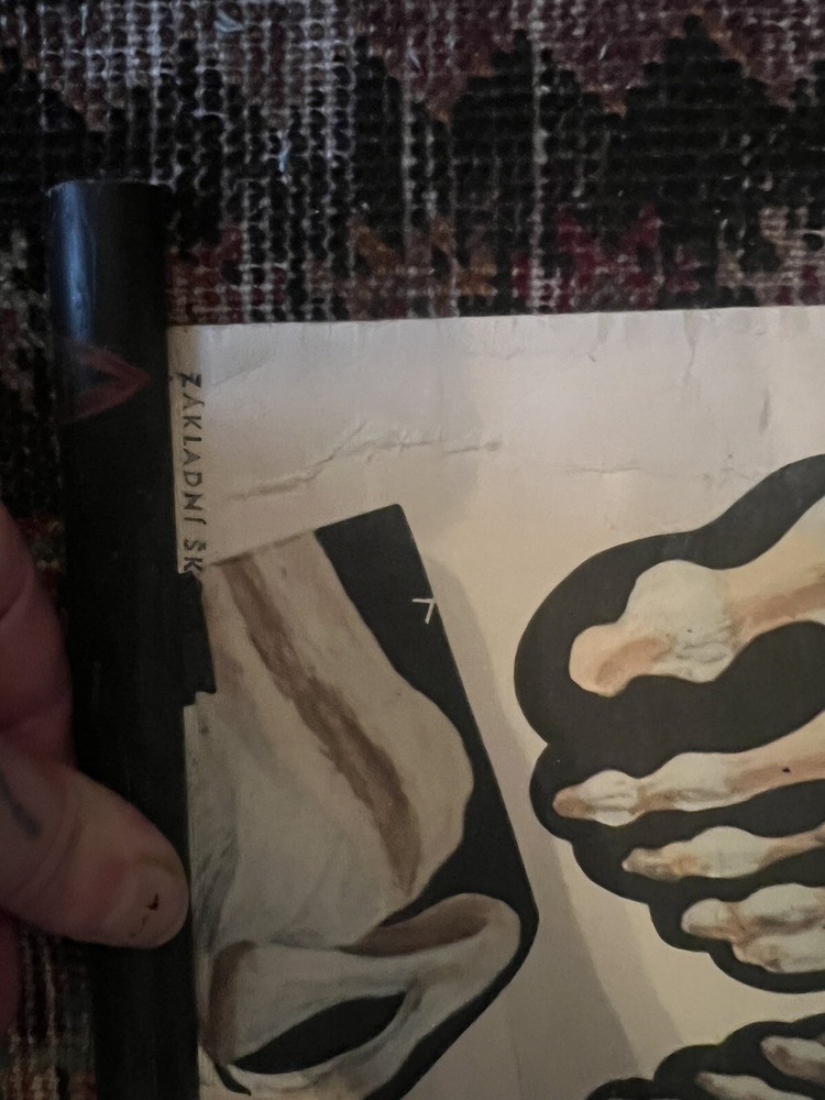 Pull Down Anatomical School Chart. Beautiful Colors! Original 1960s!