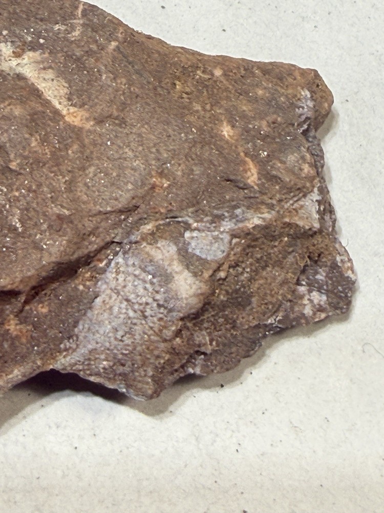 Fossil Placoderm Pieces