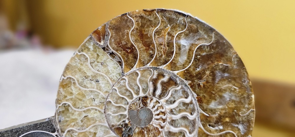 Ammonite Natural Pair