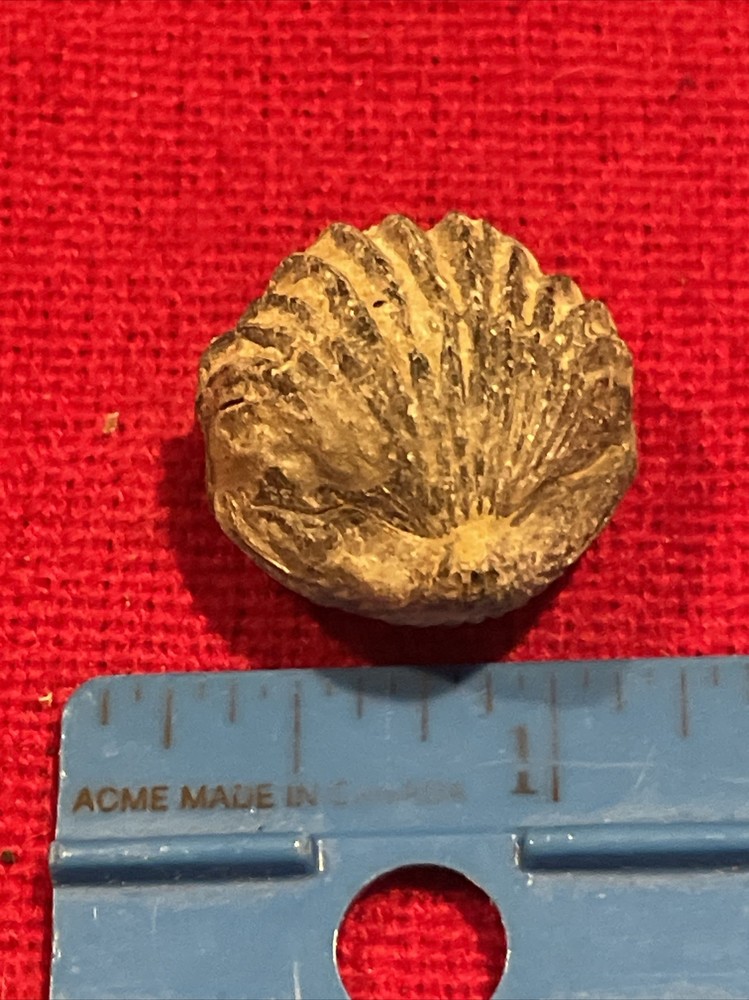 prehistoric Sea animals, Fossilized