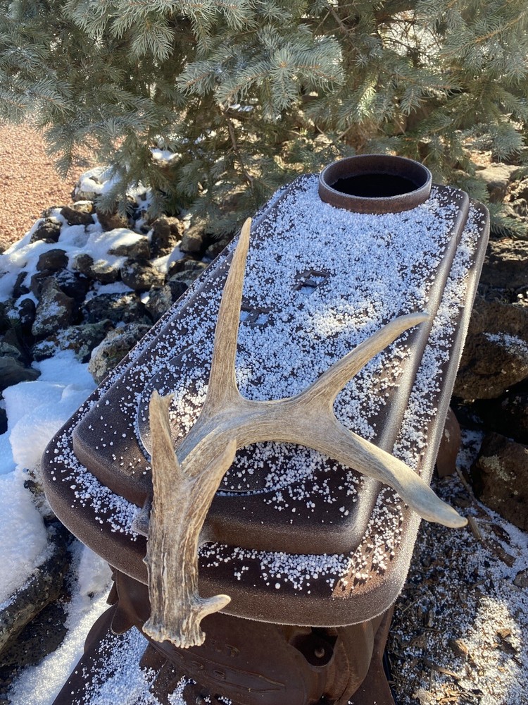 Large Coues Whitetail Deer Shed ~ Antler