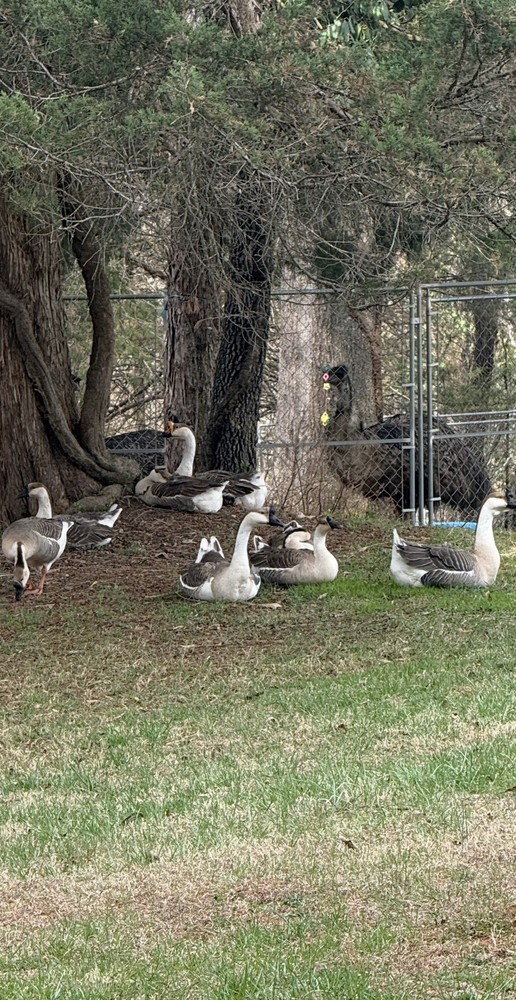 8 Geese Eggs