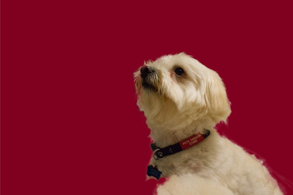Small Louis Pawton Collar with Leash