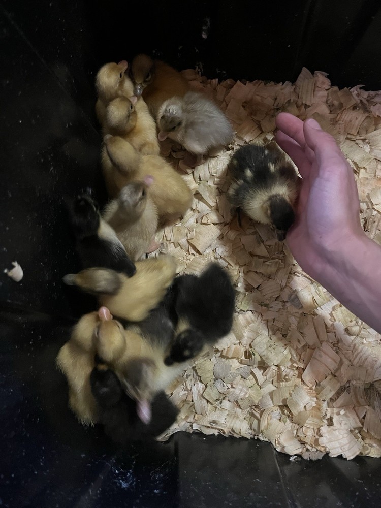 12 Call Duck Hatching Eggs.