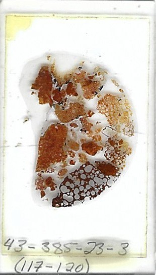 Thin-section Mount from DSDP Hole 385 Petrographic Microscope Slide 43-385-23-3