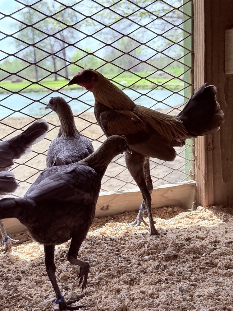6 + Lemon Blue Modern Game Bantam Hatching Eggs
