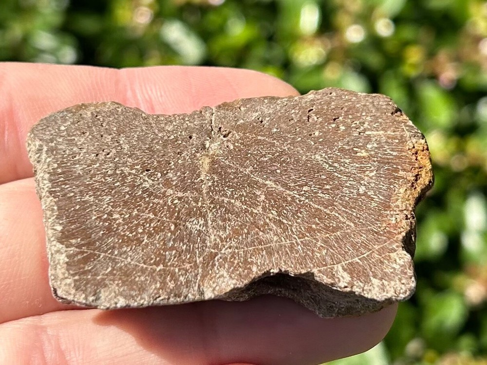 Protostega Fossil Cretaceous Turtle Shell 2.1” Dinosaur Bones Ozan Formation