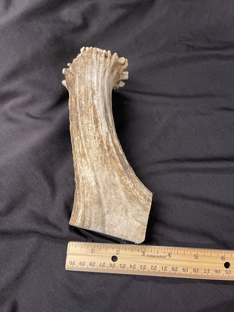 LARGE SHED MOOSE BEAM/BATON/BILLET