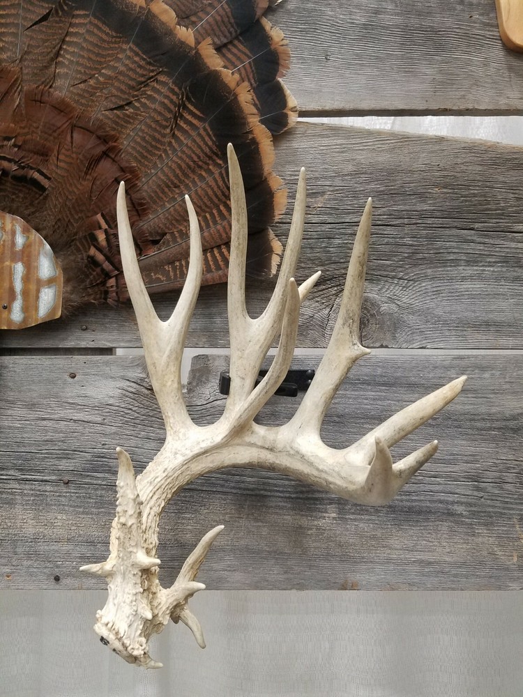 Antler Shed Display Clamp