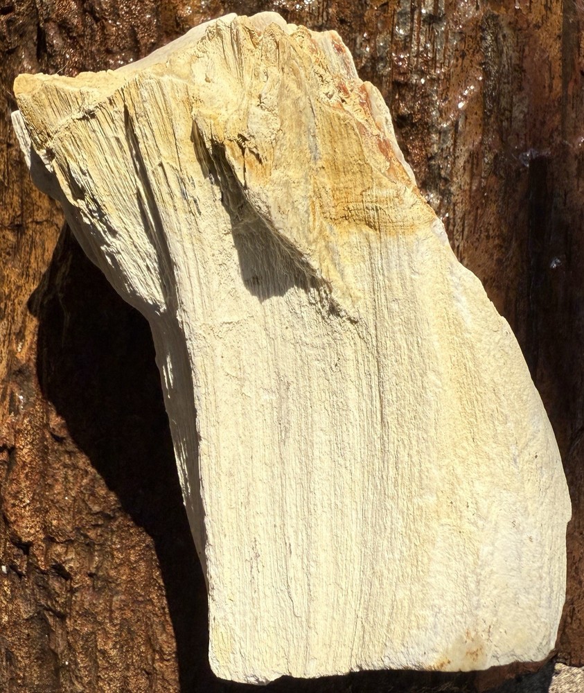 Washington Opalized Petrified Wood Limb Section