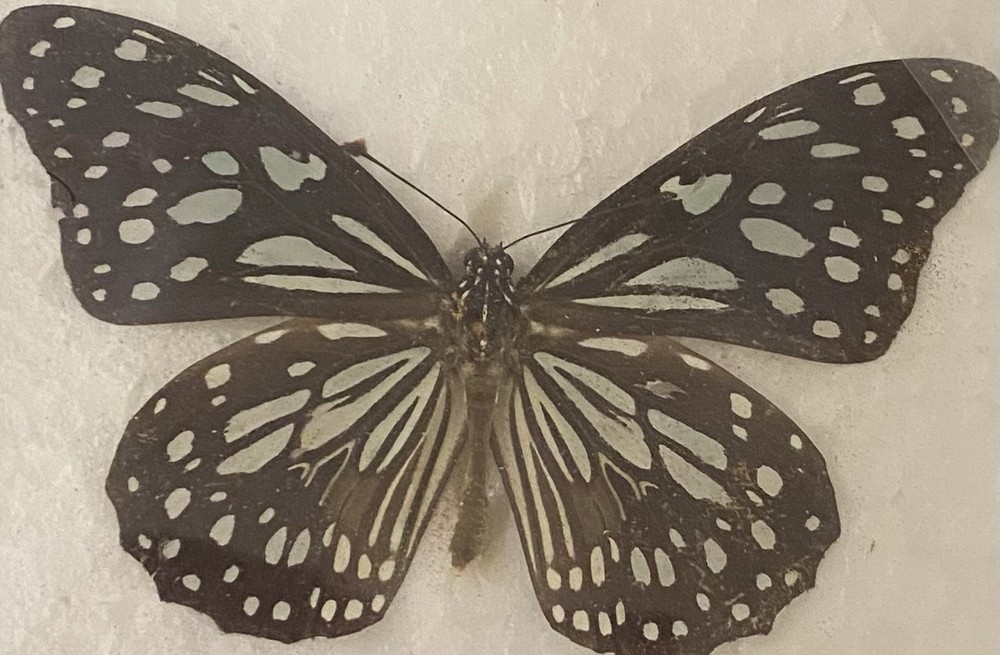 Preserved butterfly specimens in resin frames