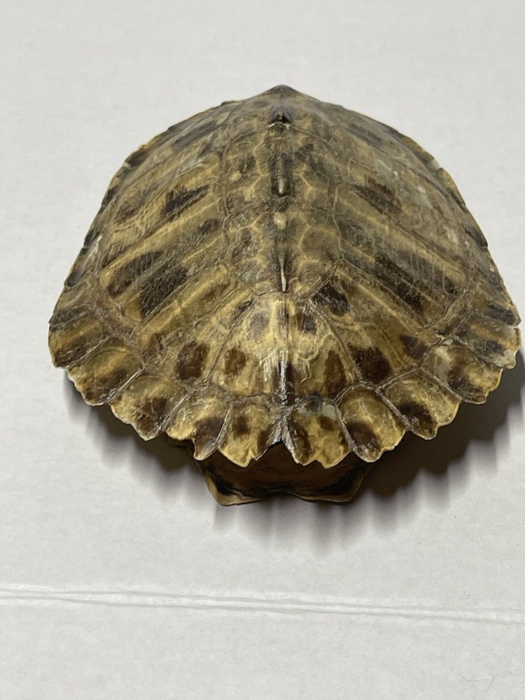 Vintage Turtle Shell