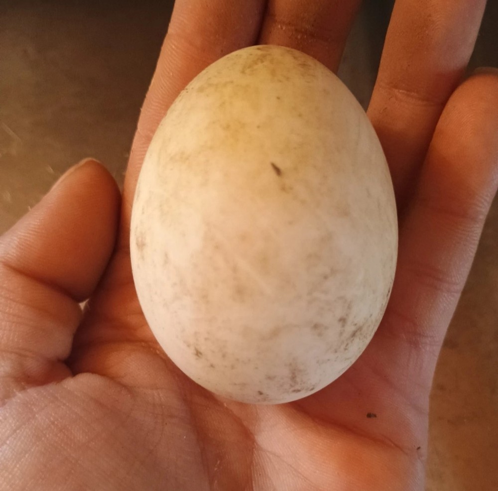 12+ Swedish Blue Duck Fertile Hatching Eggs