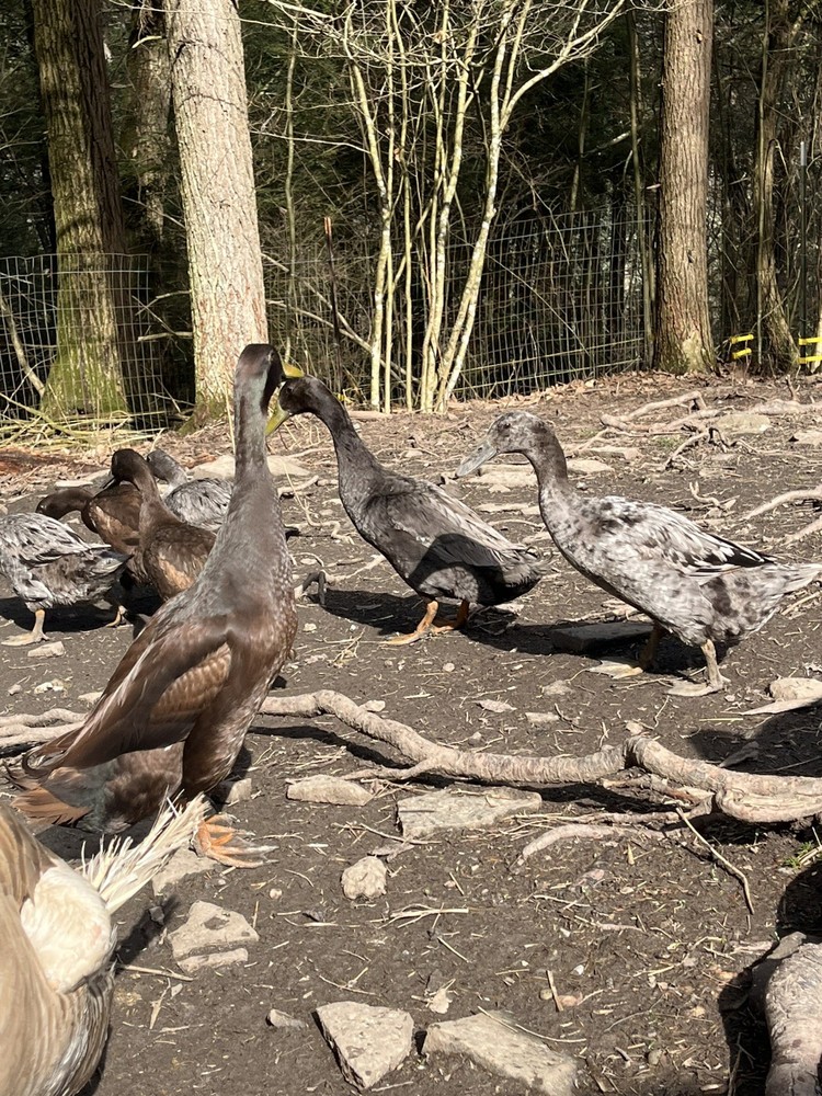 12 Chocolate and Blue Mixed Runner Duck Hatching Eggs