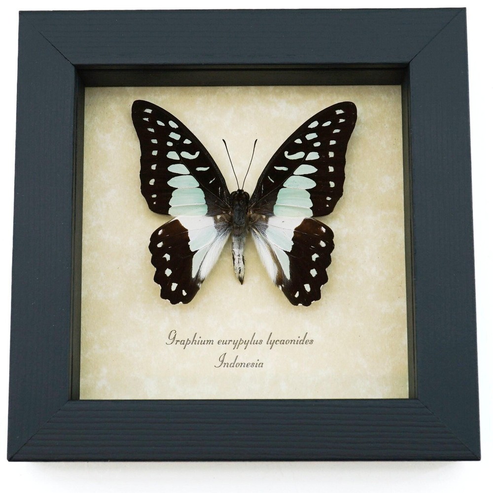 Real Framed Pale Green Triangle Butterfly Graphium eurypylus lycaonides