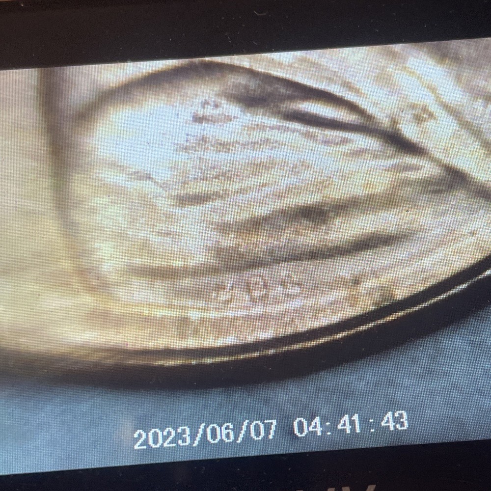2024 Penny Lot, Extra V , From Bu Roll