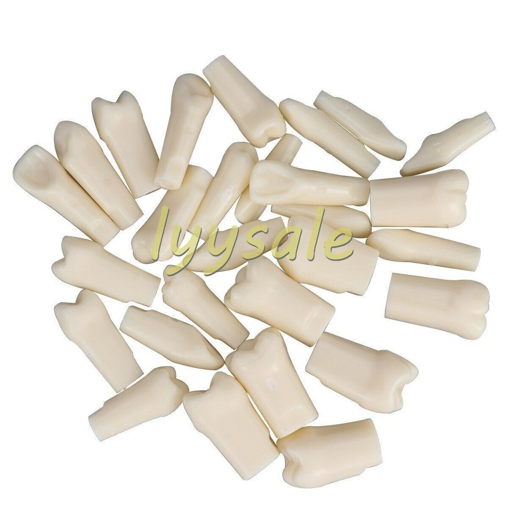Dental Artificial Resin Teeth Full Mouth Replacement Typodont Model
