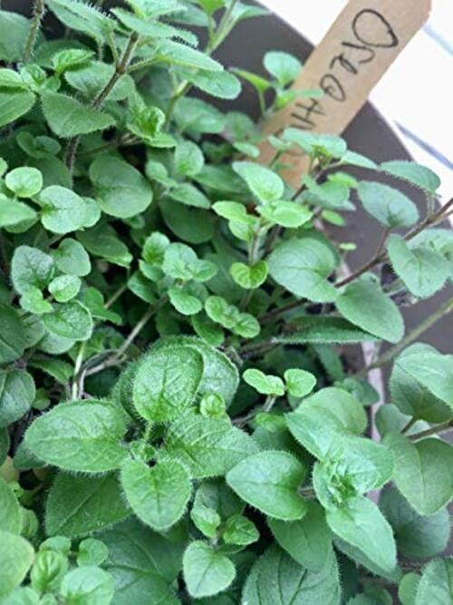 Grow Gardens Pizza