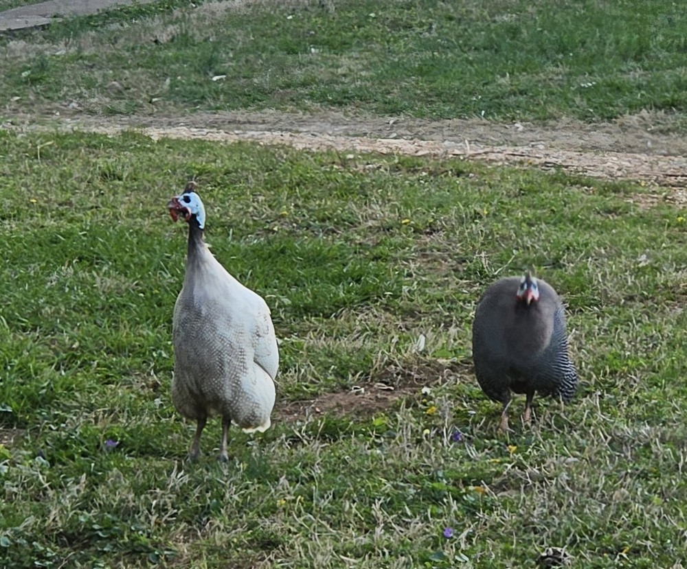 12 Guinea Fowl Hatching Eggs