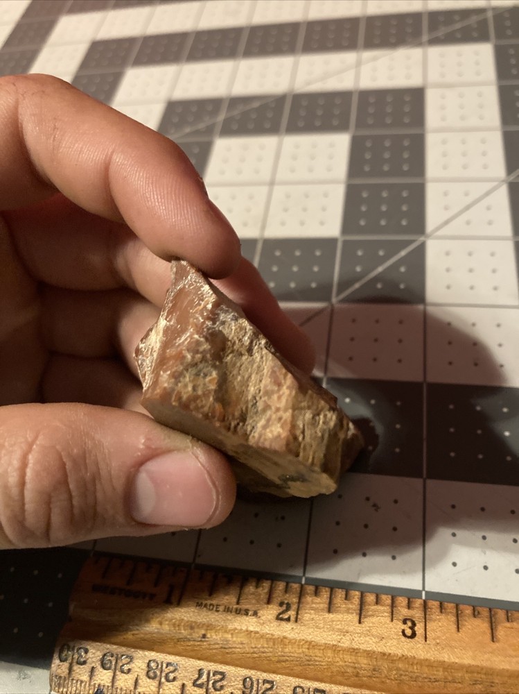 Ancient Petrified Wood Chunks