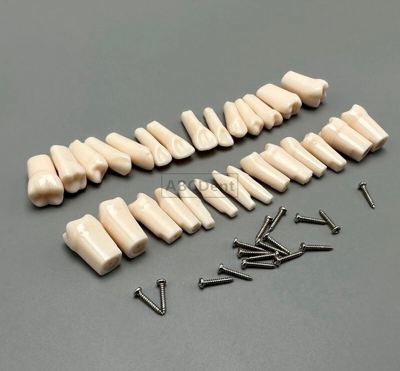 28pcs Dental Teeth Model Technician Practice Preparation Removable Tooth Nissin