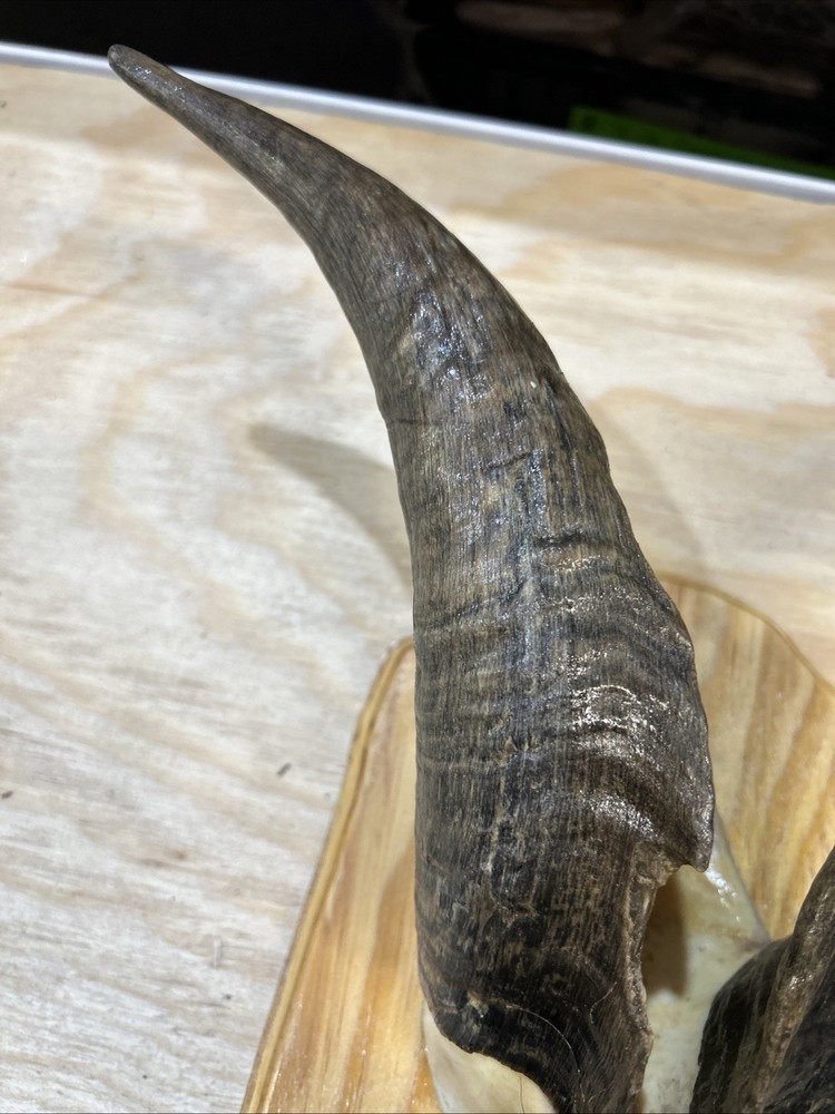 goat horns