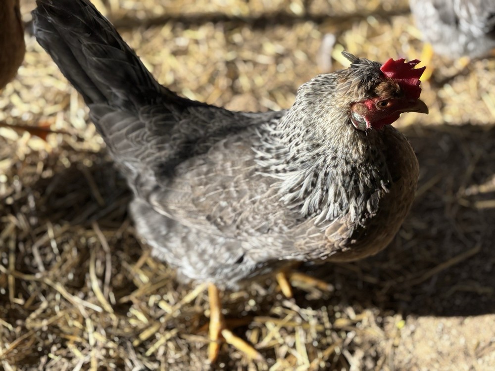 Cream Legbar Hatching Eggs (12 Eggs)