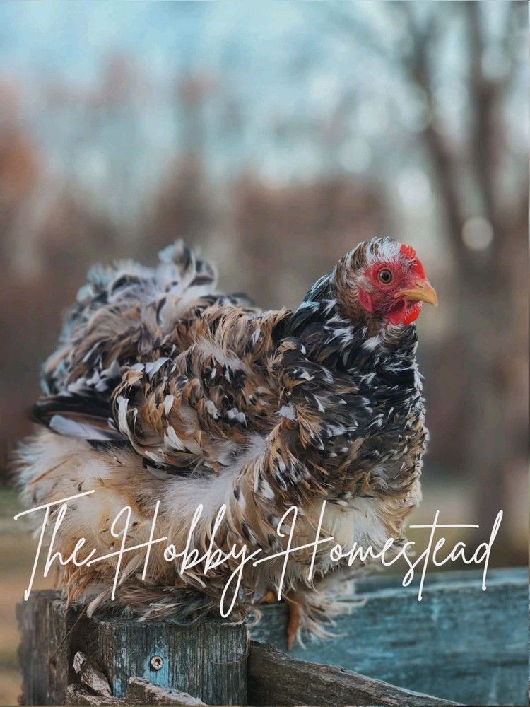 6 Calico Cochin Bantam Hatching Eggs