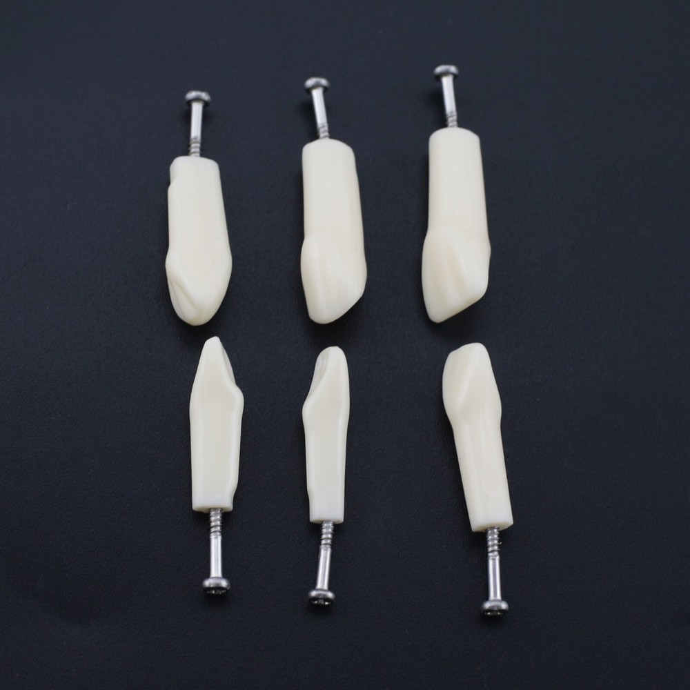 Kilgore Nissin 200 Type Dental Typodont 32PCS Teeth Replacement Training Model