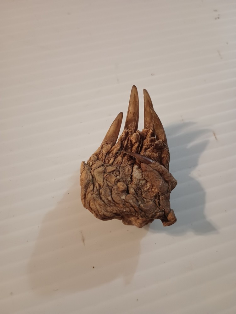 Snapping Turtle Claw Foot