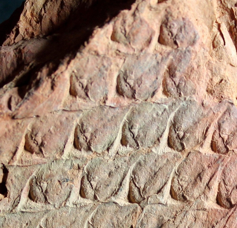 Lepidodendron obovatum  -  Pennsylvanian fossil bark