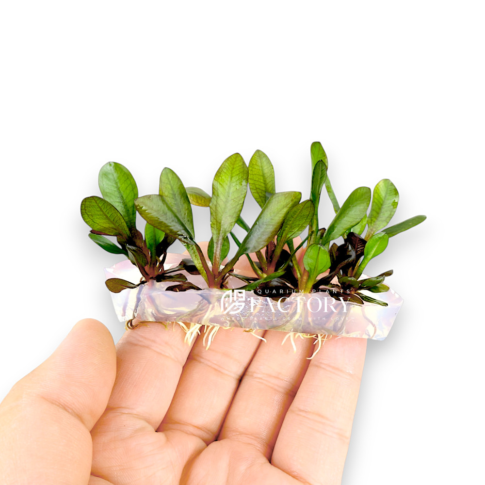 Echinodorus Red Chameleon Vitro Culture