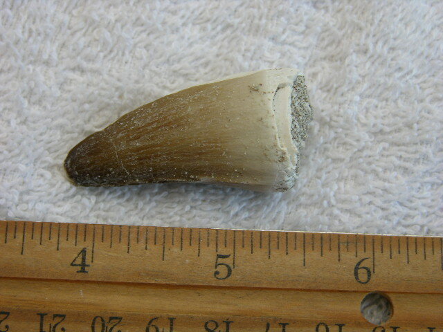 Dinosaur tooth bigger Mosasaurus 1.5-2 inch SA52
