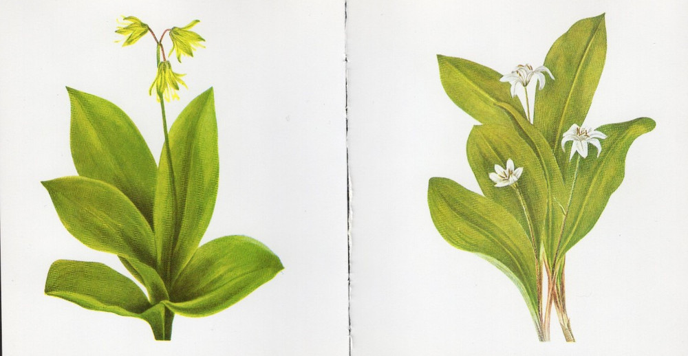 Tiny Junk Journal Florals The Clintonia - Queen's Cup etc, 2 Illustrations