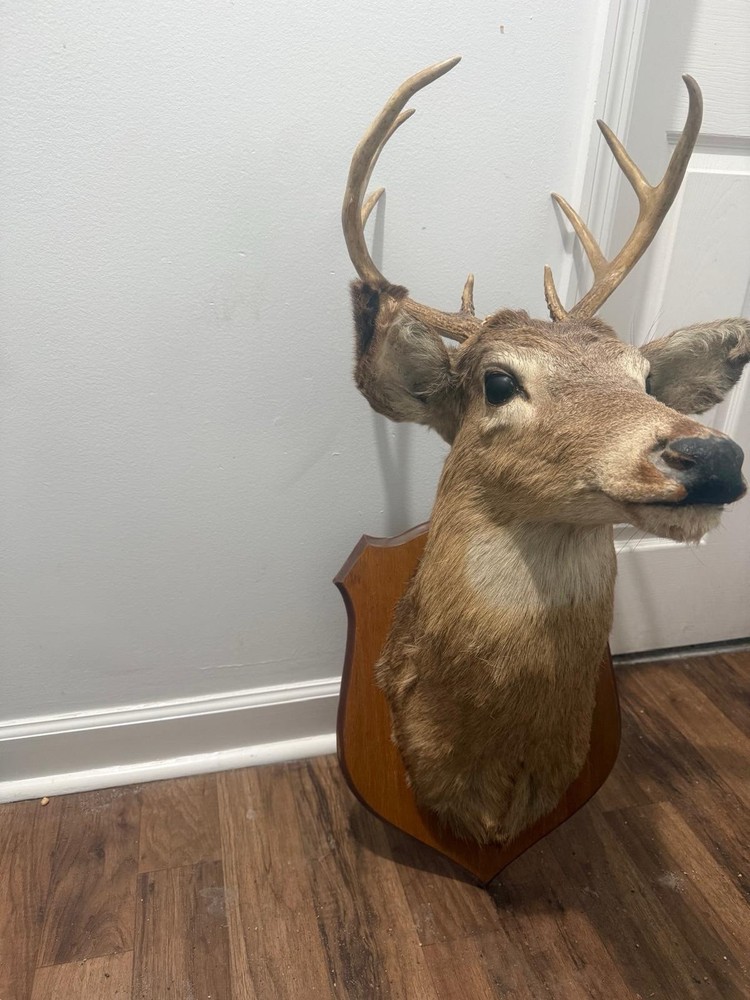 Shoulder mounted deer head, excellent condition