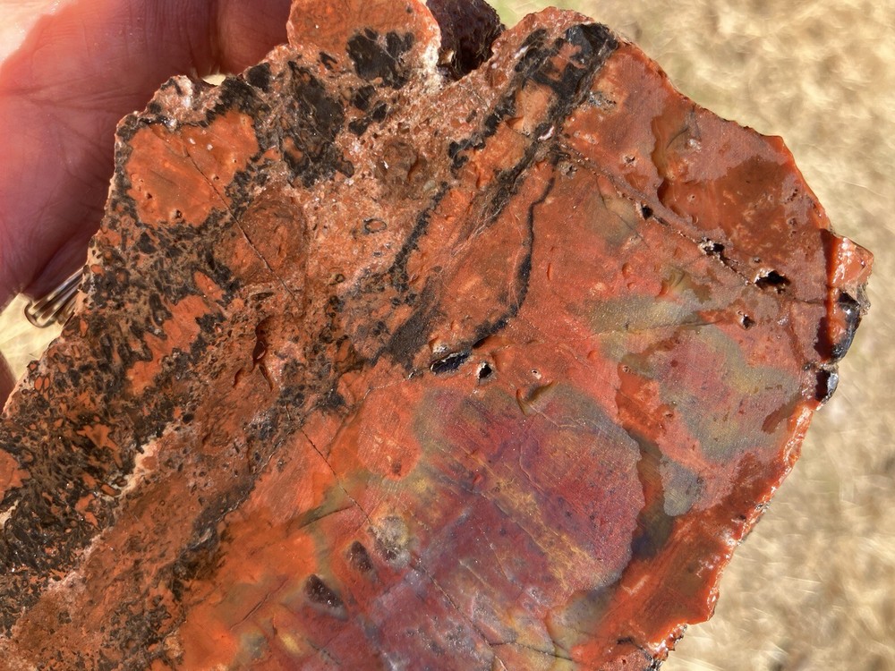 Arizona Petrified Wood