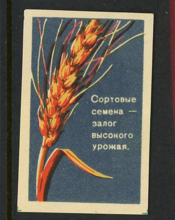 Сортовые семена - залог высокого урожая Russian Match Box Label