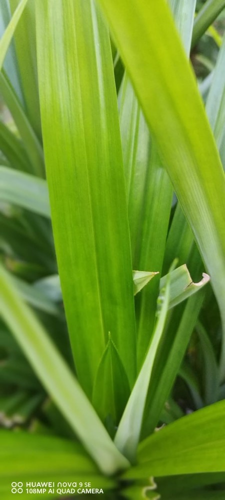 pandan leaves