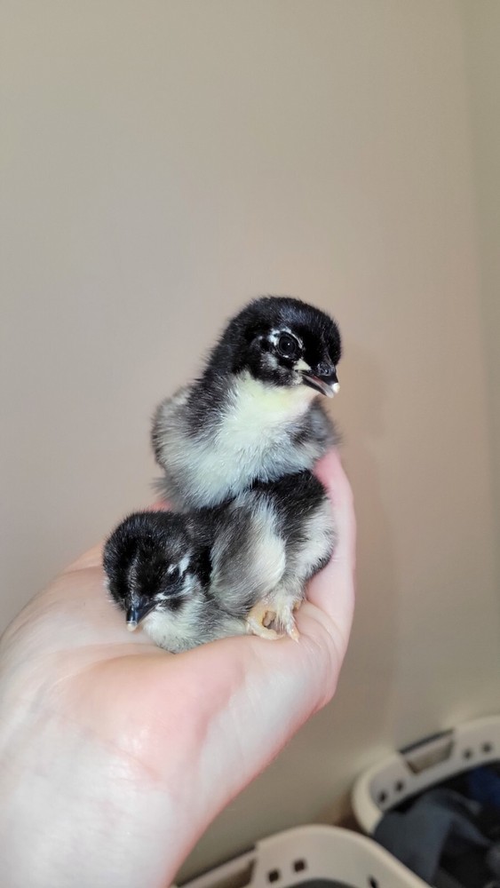 6 Speckled Eggers/ Galaxy Assortment hatching eggs