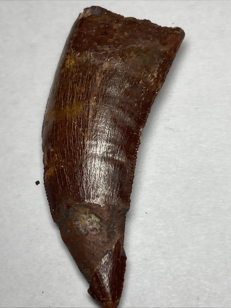 carcharodontosaurus dinosaur tooth