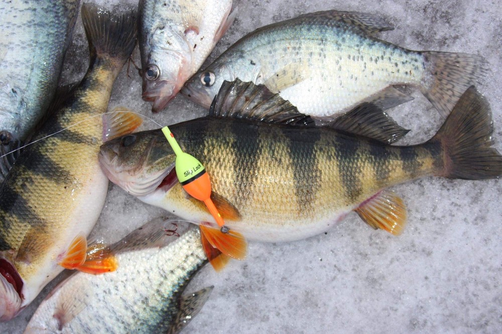 Smart Bobber Slip Lock Bobber - Medium