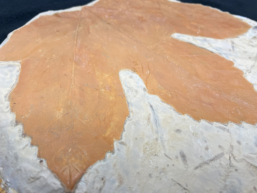 Ginormous Montana Leaf Fossil