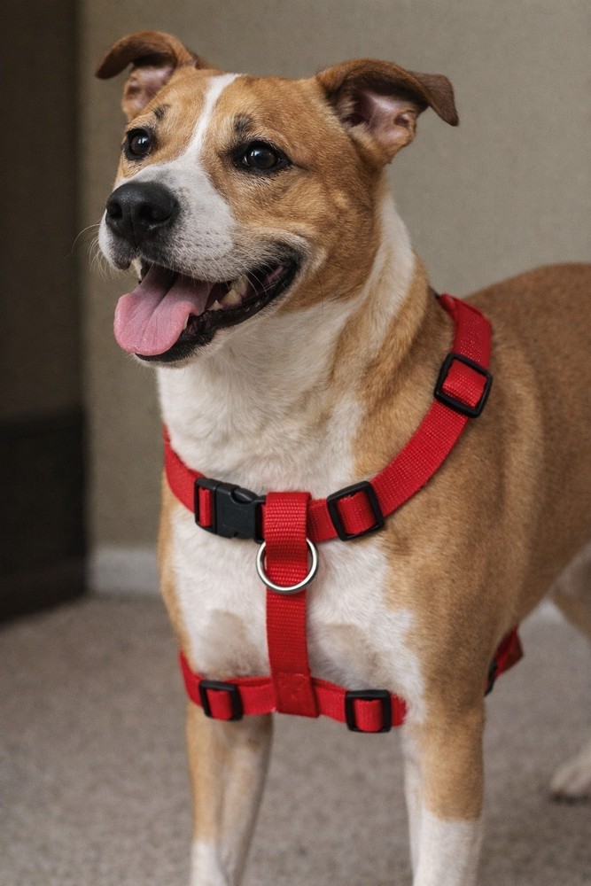 EverPet Nylon Adjustable Strap Harness Medium Red Dog Model C0179 MPN C0179