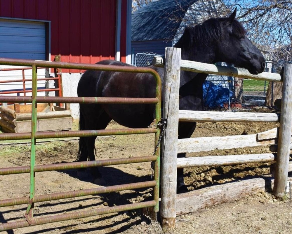Quick & Secure Gate Chain attachment Black
