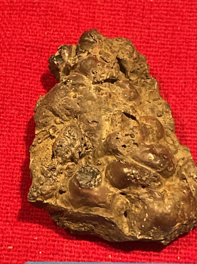 prehistoric Sea animals, Fossilized