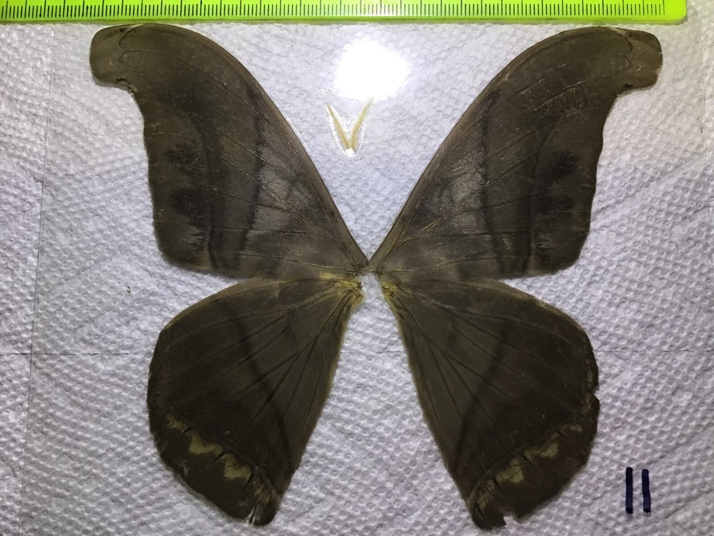LPSA 11  A+/ A   ? Saturniidae Moths